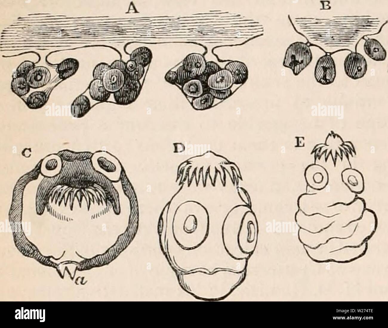 Archive image from page 39 of The cyclopædia of anatomy and Stock Photo ...
