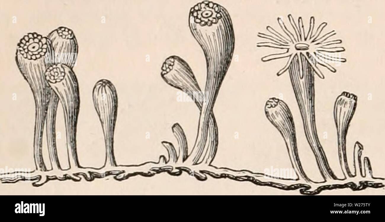 Archive image from page 41 of The cyclopædia of anatomy and. The cyclopædia of anatomy and physiology  cyclopdiaofana0401todd Year: 1847  20 POLYPIFERA. bodies, and forming, when dried, a sort of coriaceous polypary. Zoanthus, Mamillifera, Corticifera. Fig. 24.    Actinia sociata (Ellis'). Zoanthus (Cuvier). {After Ellis.) Family 6. — ACTINIADJE. Body soft and fleshy, free, mouth furnished with several rows of simple or branched tentacula. Actinia (fig. 45) Lucernaria, Moschata, Ac- tinecta, Discosoma, Actinodendron, Me- tridium, Thallasianthus, Actineria, Acti- noloba, Actinocereus, &c. Famil Stock Photo