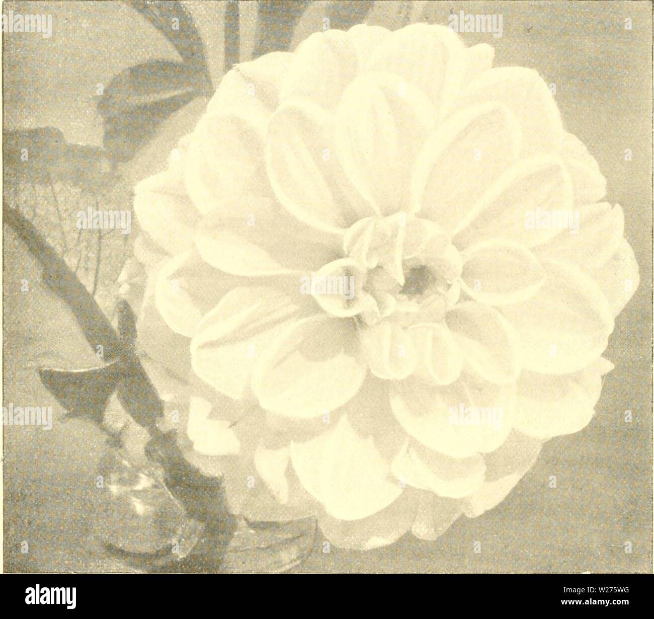 Archive image from page 41 of The Dahlia  a practical. The Dahlia : a practical treatise on its habits, characteristics, cultivation and history  dahliapracticalt00peac Year: 1896  New Show Dahlia.—Miss May Lonias. Stock Photo