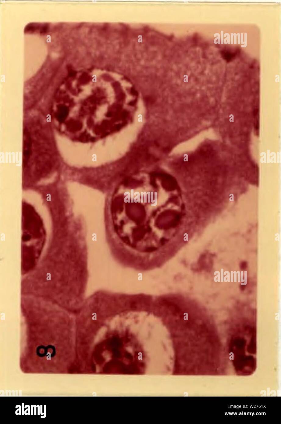 Archive image from page 42 of Cytopathology of a nuclear polyhedrosis. Cytopathology of a nuclear polyhedrosis virus in Aedes triseriatus (SAY)  cytopathologyofn00federich Year: 1970 Stock Photo