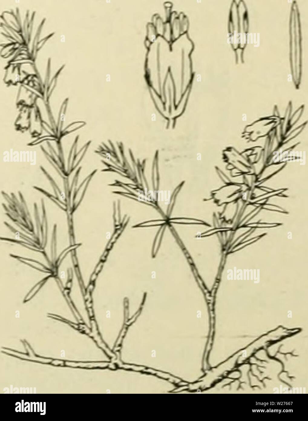 Archive image from page 42 of De flora van Nederland (1909-11). De flora van Nederland  defloravannederl03heuk Year: 1909-11.  Erica Tetralix Fig. 24. b. Hclmknopjcs in do liloeinkroon innesloten, op de ruKzijdc aan de helmdraden be- vestigd. Bloemen roodviolet, in kransen staand en vericnjjde trossen vormend. Bloomkroon 5-7 niM lan.t;. Stijl weinig uitstekend K. cluerea biz. 24. E. Tetralix') L. Dopheide (fig. 24). Deze plant is een rechtopstaande, vertakte, dicht bebladerde heester. De stengel is bruin gekleurd, de jonge takken zijn bruinrood, met fijne witte viltharen en enkele klier- haren Stock Photo