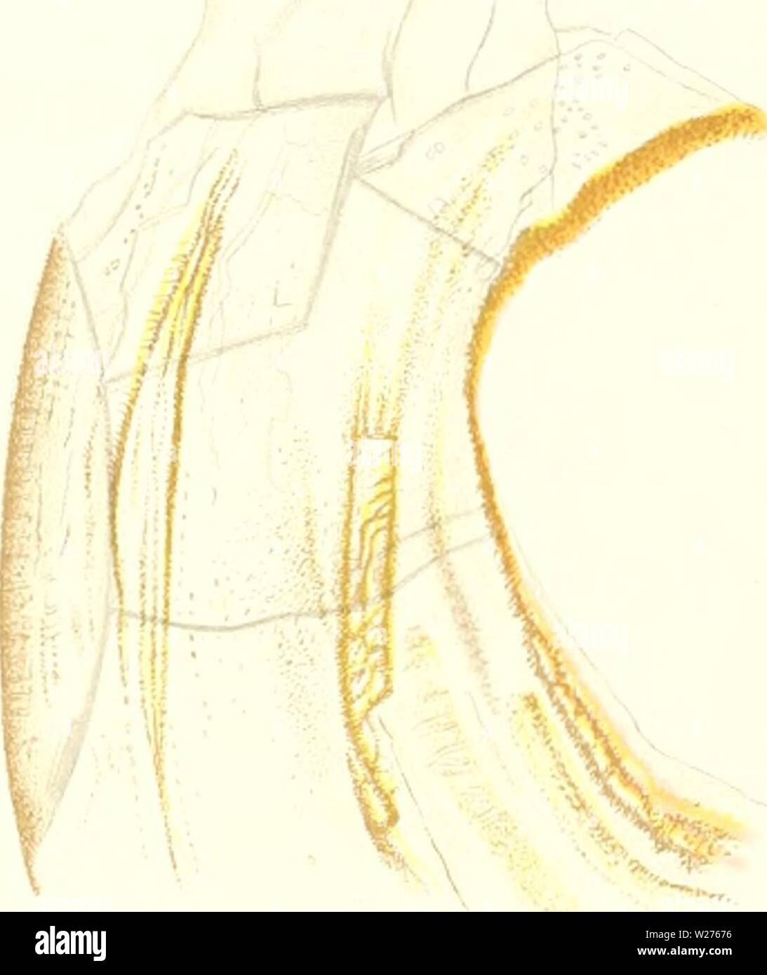 Archive image from page 42 of Das nÞturliche System der Elasmobranchier. Das nÞturliche System der Elasmobranchier auf Grundlage des Baues und der Entwicklung ihrer WirbelsÞule; eine morphologische und palÞontologische Studie  dasnturliche79hass Year: 1879  , Fi ij /.') Fiff 12 Stock Photo