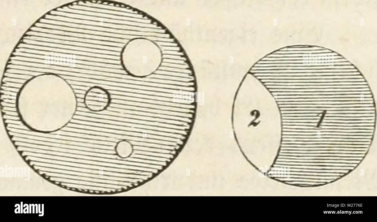 Archive image from page 44 of Das Mikroskop; ein Mittel der. Das Mikroskop; ein Mittel der Belehrung und Unterhaltung fÃ¼r Jedermann sowie des Gewinns fÃ¼r Biese  dasmikroskopeinm00vogeuoft Year: 1867  Âknbungen. 31 iDcf)nÃ¼cf; irevten einem 0)?ifrcffc.''e mehrere fo(d)er iÃ¶lencungen hd-- gegeben, mit ftetneven unb grÃ¶Ãeren centralen Deffniuigen, aud; tt&gt;oi)l folce beven Deffnungen fic nict in fcev 3)?itte, foncern am Oance ber (2cf)eibe befinben. Ãetere loirfen n?ie bie X)ref)fcf)eikn= blenbungen in einer geiinffen Stellung ig. 24 . 3(((e bicfe (iij(iu= berHenbungen (Ã¤ffen mer Vicf)t au Stock Photo