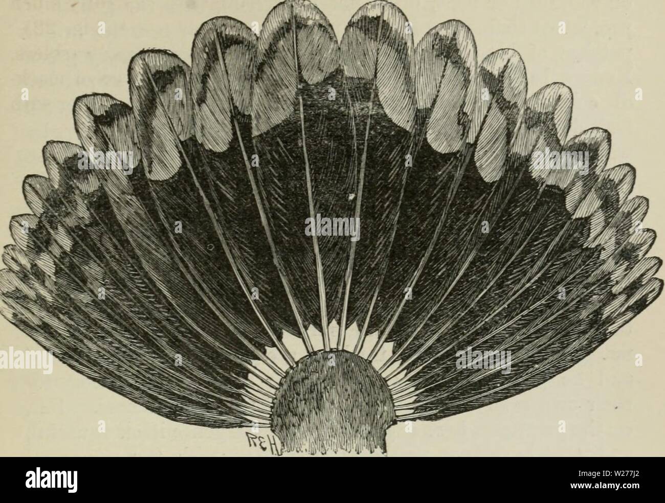 Archive image from page 248 of Darwinism an exposition of Stock Photo