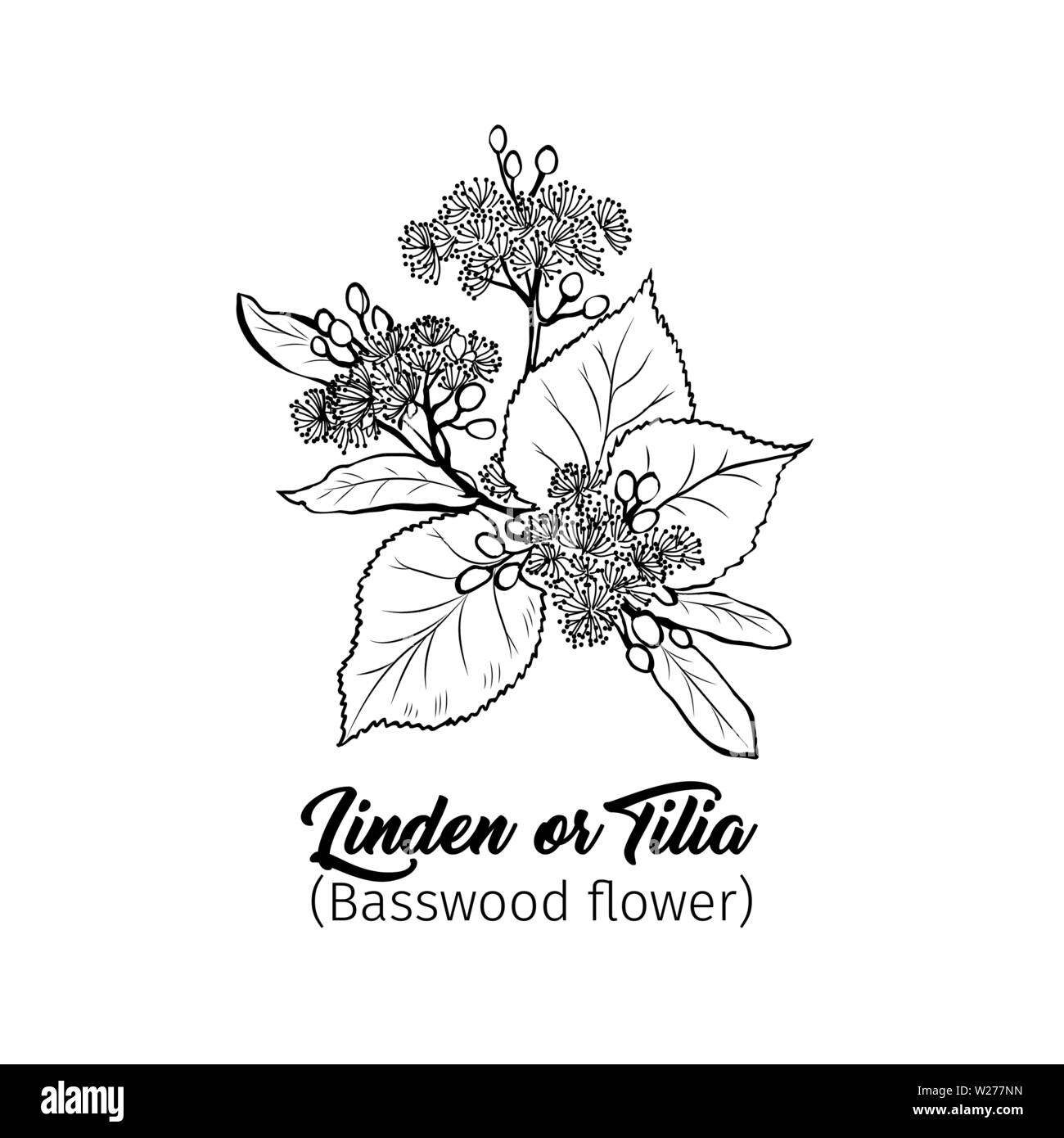Linden flowers freehand vector illustration. Tilia, basswood, honey plant black and white sketch. Aromatic calming tea ingredient, herbal remedy. Botanical engraved tree branch. Poster design element Stock Vector