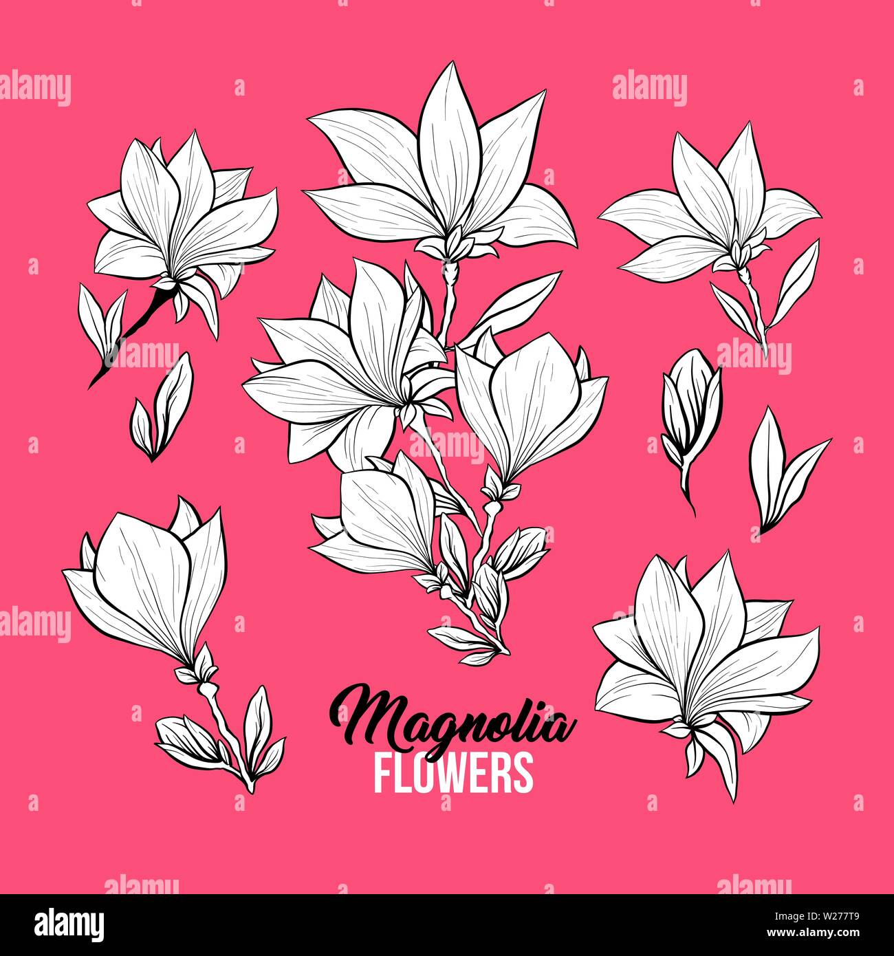 Magnolia blossom freehand vector illustrations set. Japanese flower petals white on pink background. Blooming plant and buds black and white engravings. Postcard, greeting card design elements Stock Vector