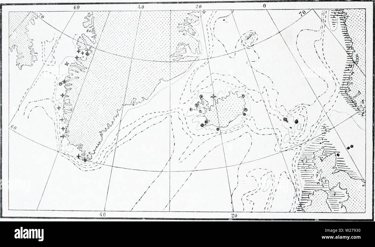 Archive image from page 253 of The Danish Ingolf-expedition (1899-1953). The Danish Ingolf-expedition  danishingolfex5bpt5a8daniuoft Year: 1899-1953  I02 HYDROIIJA II 1913, 1914) that the dimensions may here quite commonly become coarser within the same species as the temperature decreases. In SerhilarcUa pnlyzonias forma gigantea, this common law has been fol- lowed to an extreme, while the transition forms are comparatively few. That they exist, however, is plainly evident from the present material, where in particular certain colonies from Jakobshavn, Greenland, and all those from Bredebugt Stock Photo