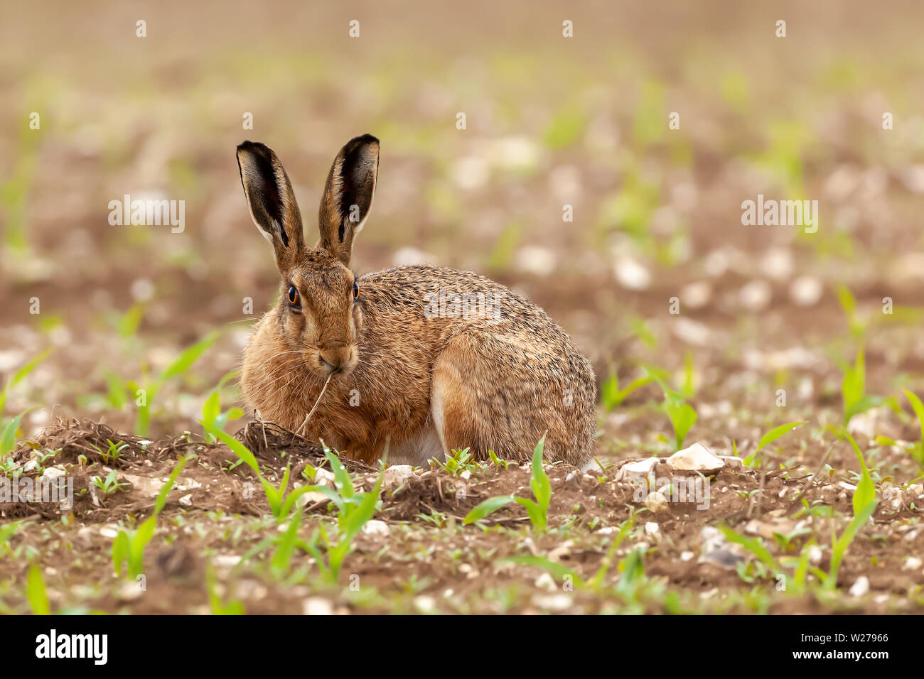 Wild brown hare laying down in amongst newly planted farm crops. Single animal close up in nature scene Stock Photo