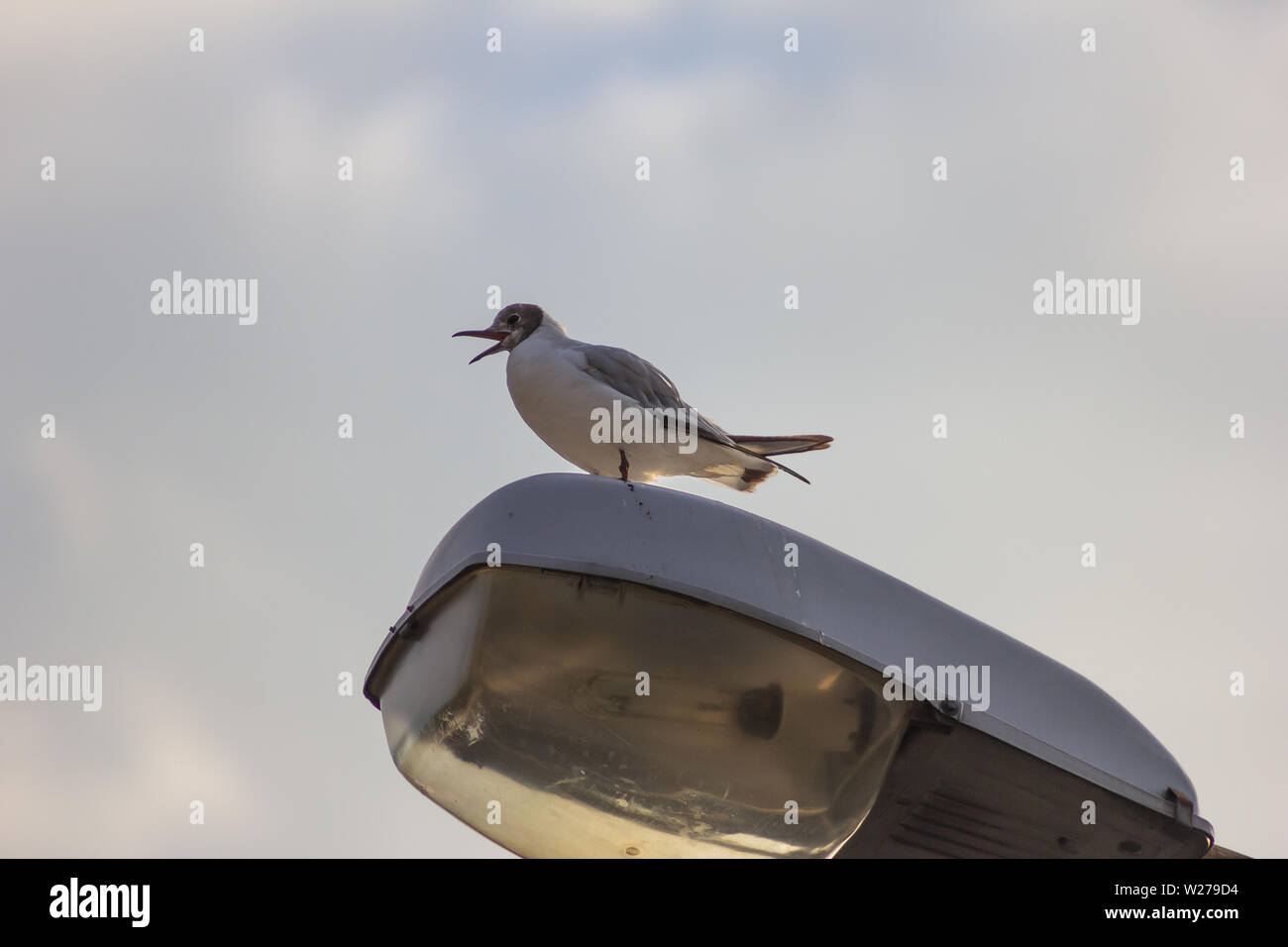 seagull with open mouth  funny loud Stock Photo