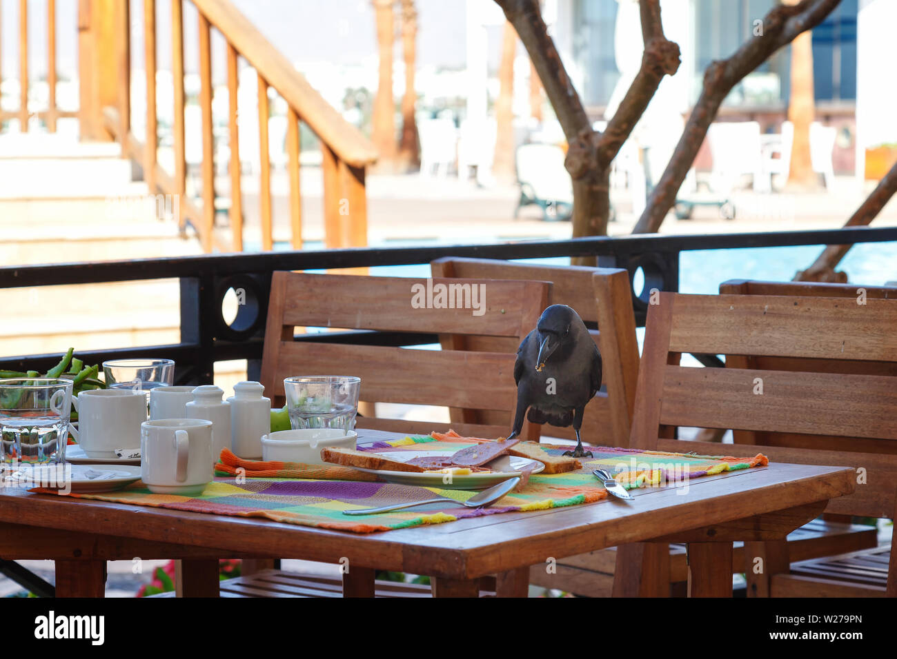 Black raven steals various food from the tables in the restaurant Stock Photo