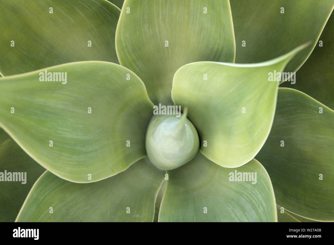 Plants growing from the wall hi-res stock photography and images - Alamy