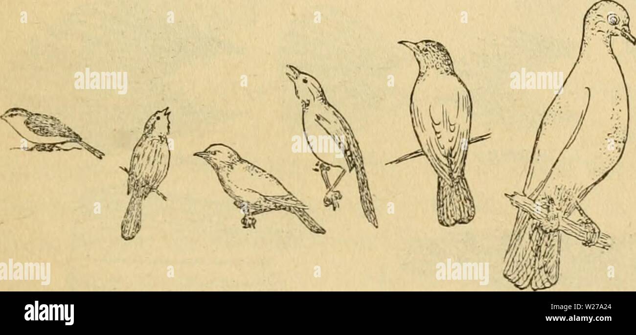 Archive image from page 256 of Department circular (1918) Stock Photo