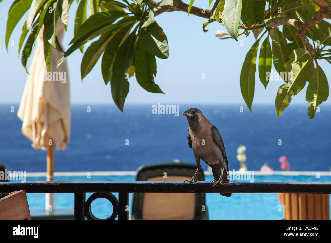 A black raven sits on a fence in a summer restaurant by the sea. Close-up Stock Photo