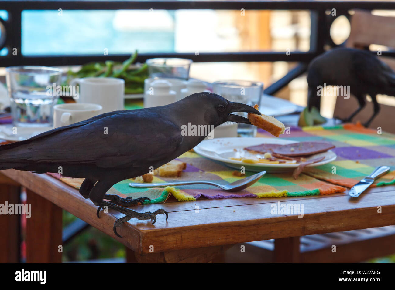 Black raven steals various food from the tables in the restaurant Stock Photo