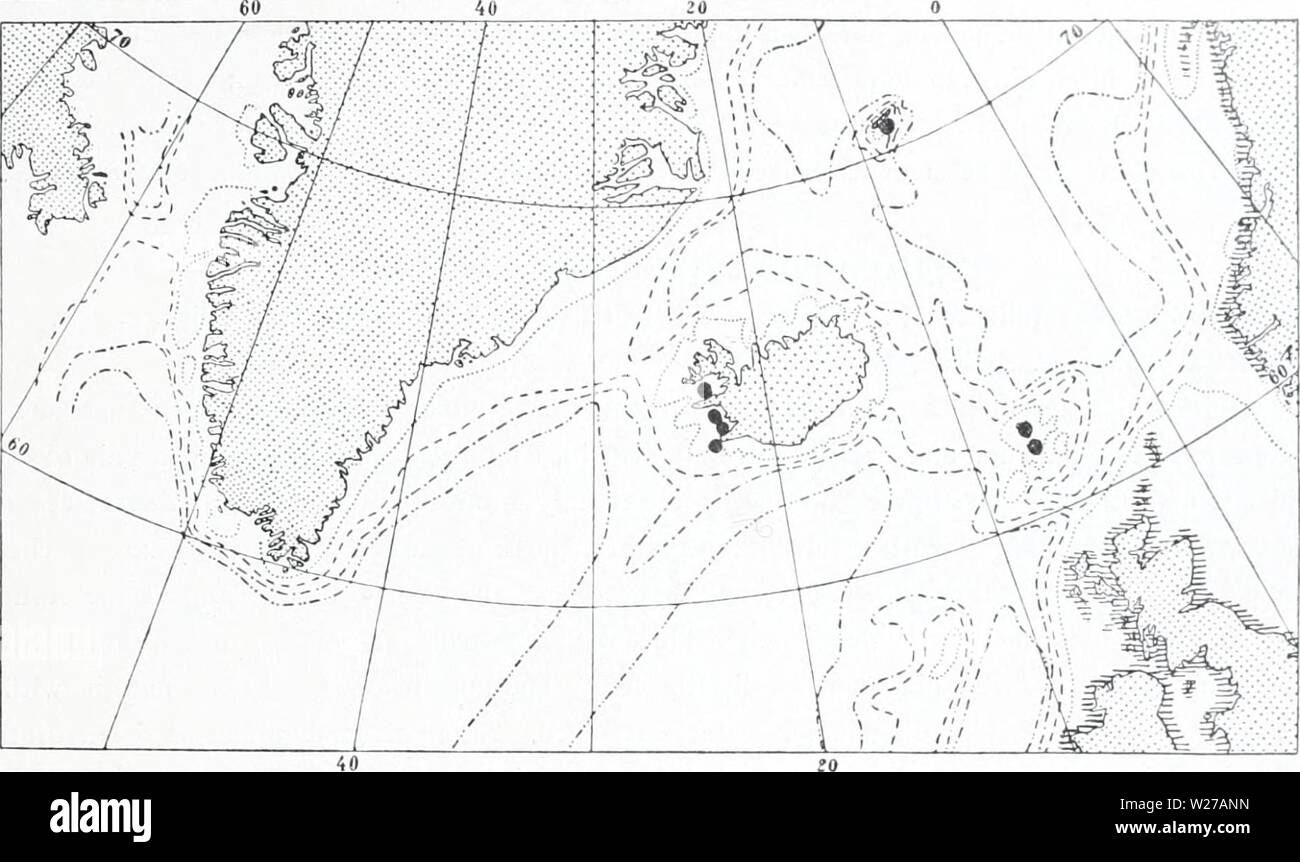 Archive image from page 258 of The Danish Ingolf-expedition (1899-1953). The Danish Ingolf-expedition  danishingolfex5bpt5a8daniuoft Year: 1899-1953  HYDROIDA II 107 Sertularella riigosa must be characterised as a boreal species, ha-ing its bathynietrical distri- bution in the upper half of the littoral region, though it does not often penetrate up into the tidal zone. Kirch enpauer (1884) records it as found at Greenland, but there are no subsequent finds recorded from there. In the areas investigated (fig. LVIII) it has, it will be seen, an easterly distri- bution from Iceland to up in the Stock Photo