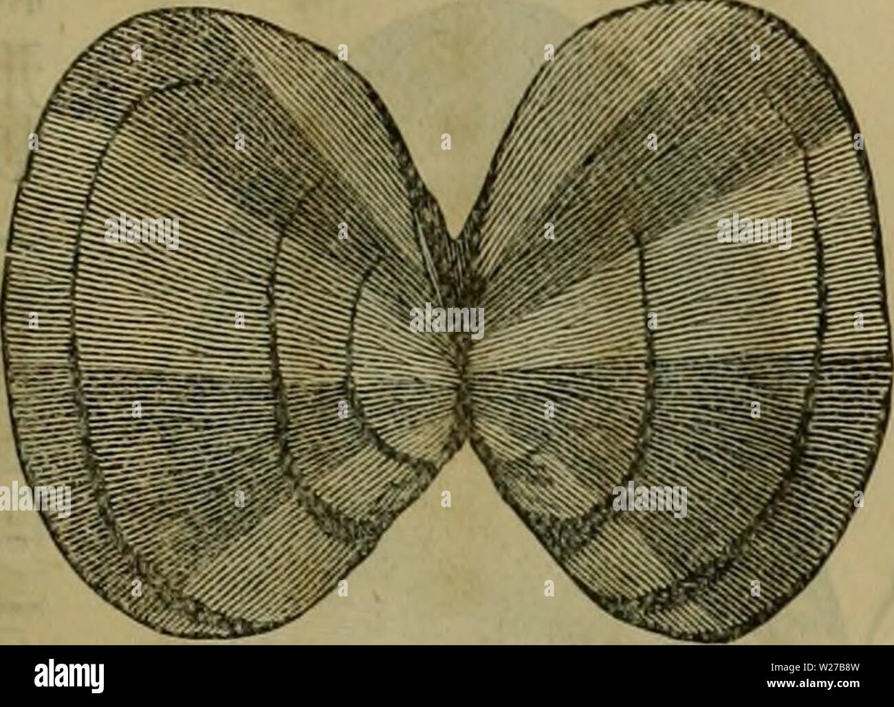Archive image from page 260 of Dbutsugaku zasshi (1889) Stock Photo