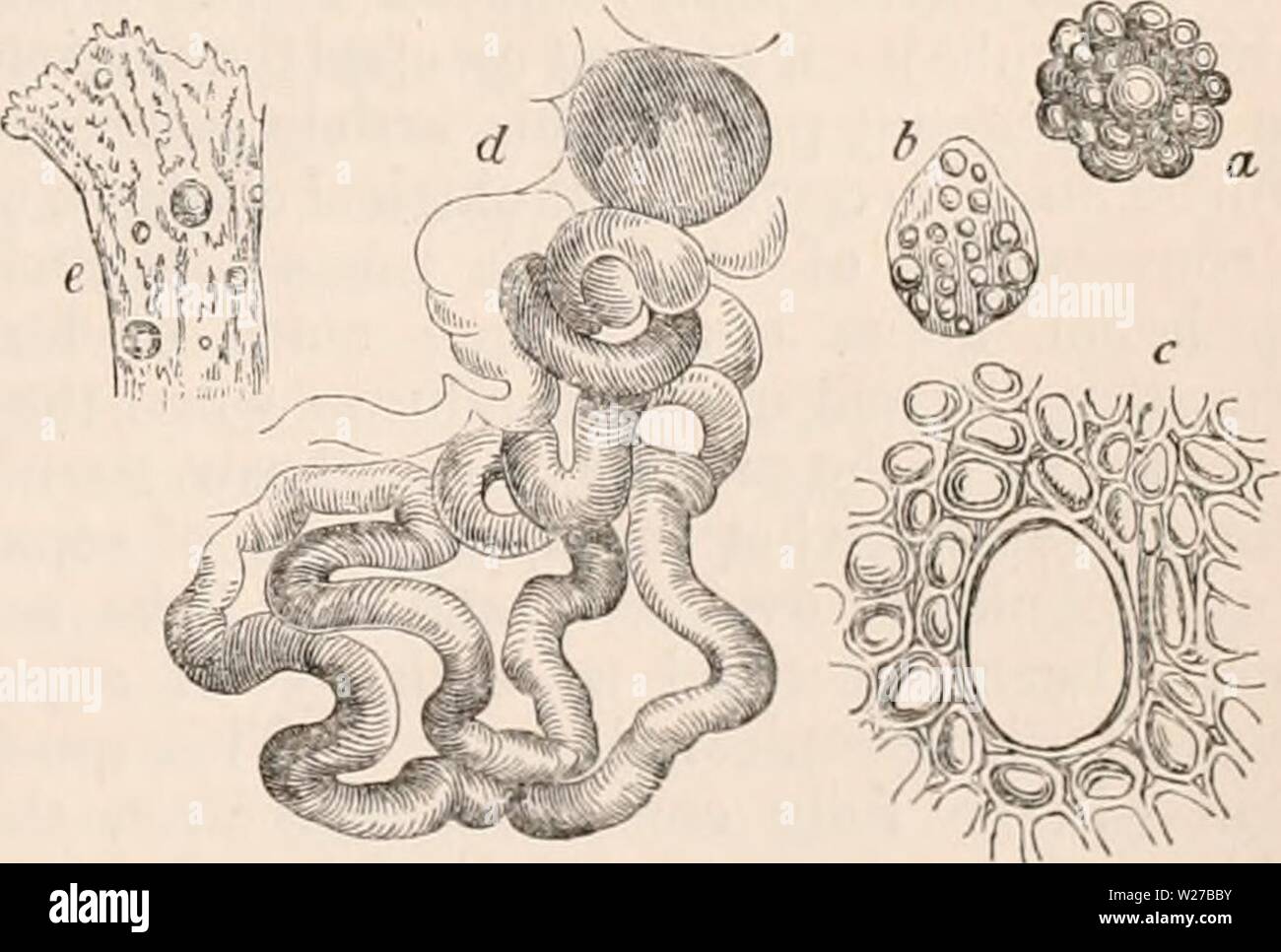 Archive image from page 260 of The cyclopædia of anatomy and Stock Photo