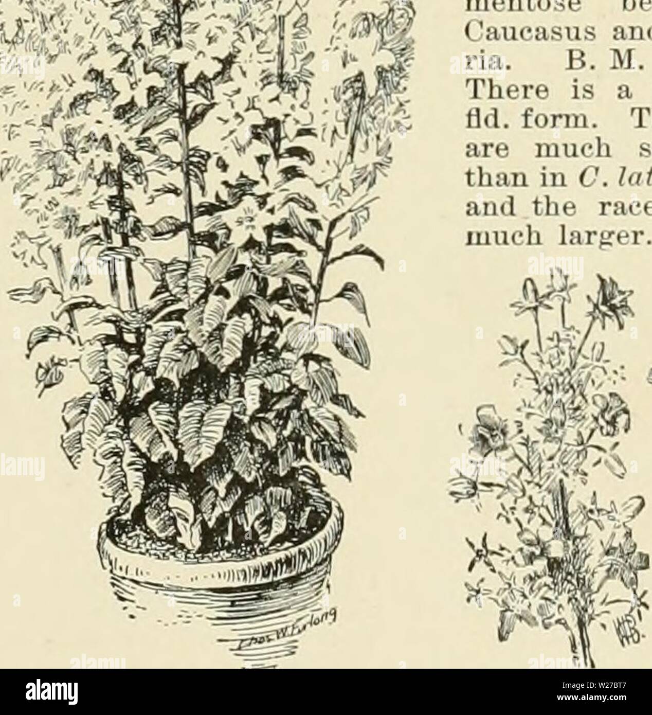 Archive image from page 262 of Cyclopedia of American horticulture, comprising. Cyclopedia of American horticulture, comprising suggestions for cultivation of horticultural plants, descriptions of the species of fruits, vegetables, flowers, and ornamental plants sold in the United States and Canada, together with geographical and biographical sketches  cyclopediaofam01bail Year: 1900  late, ovate-oblong, subcordate ; stem-lvs. sessile, ovate- lanceolate : calyx lobes acuminate, spreading, half as long as the broadly bell-shaped corolla : fls. numerous, in pyramidal racemes. Austria, near Adria Stock Photo