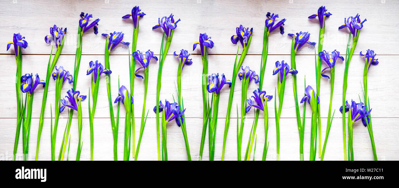 Banner for website. Beautiful iris flowers on wooden background, holiday, greeting card, space for text. Stock Photo