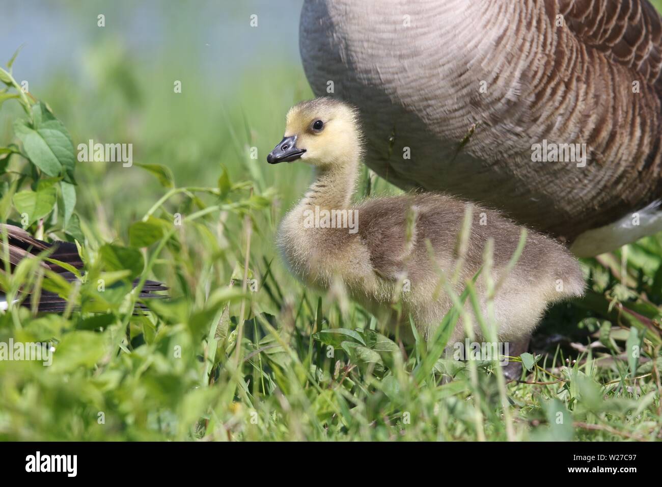 A Canada goose gosling Branta canadensis with a mother goose standing near a pond Stock Photo