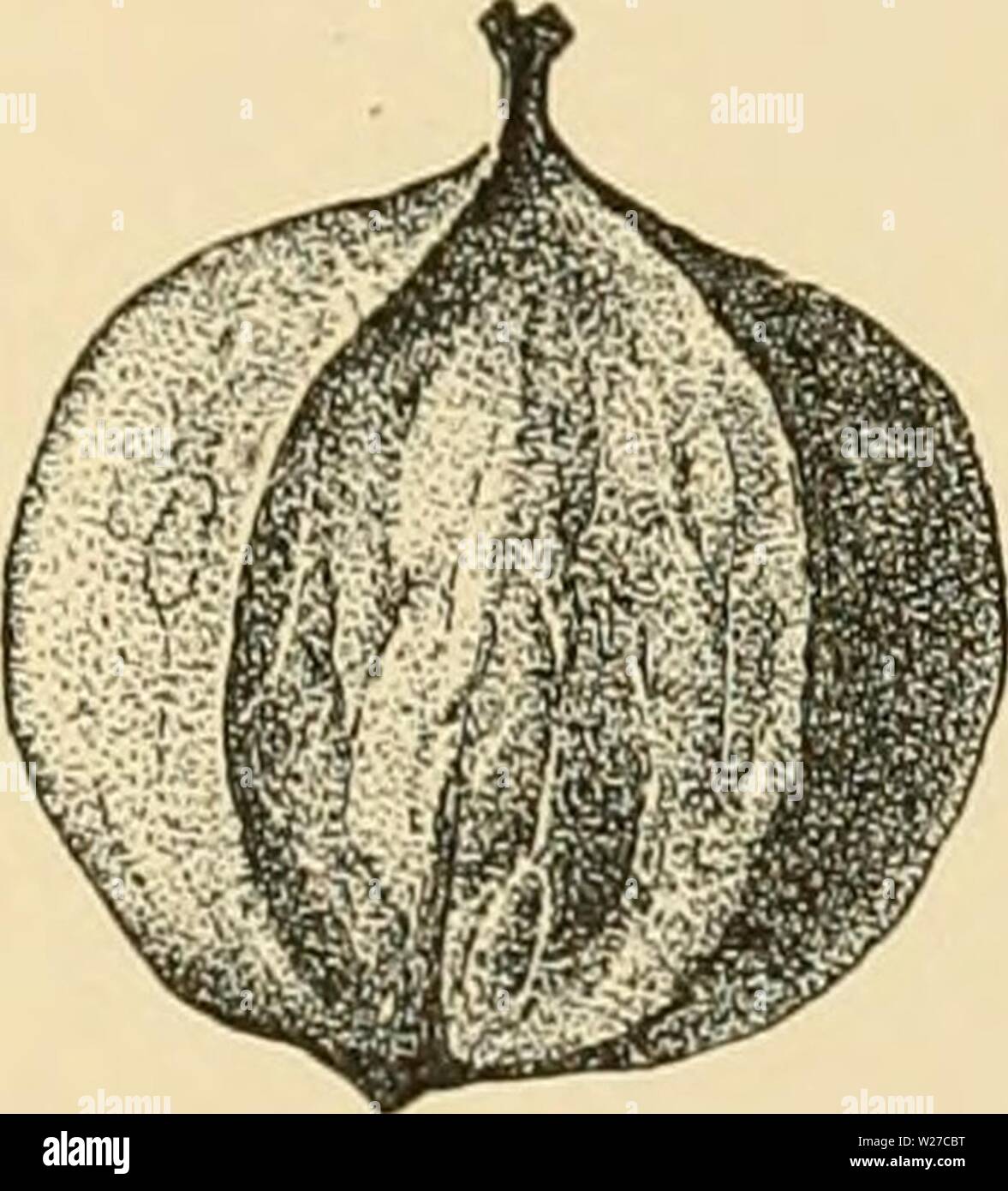 Archive image from page 264 of Cyclopedia of American horticulture . Cyclopedia of American horticulture : comprising suggestions for cultivation of horticultural plants, descriptions of the species of fruits, vegetables, flowers, and ornamental plants sold in the United States and Canada, together with geographical and biographical sketches cyclopediaofame02bail Year: 1906 Stock Photo