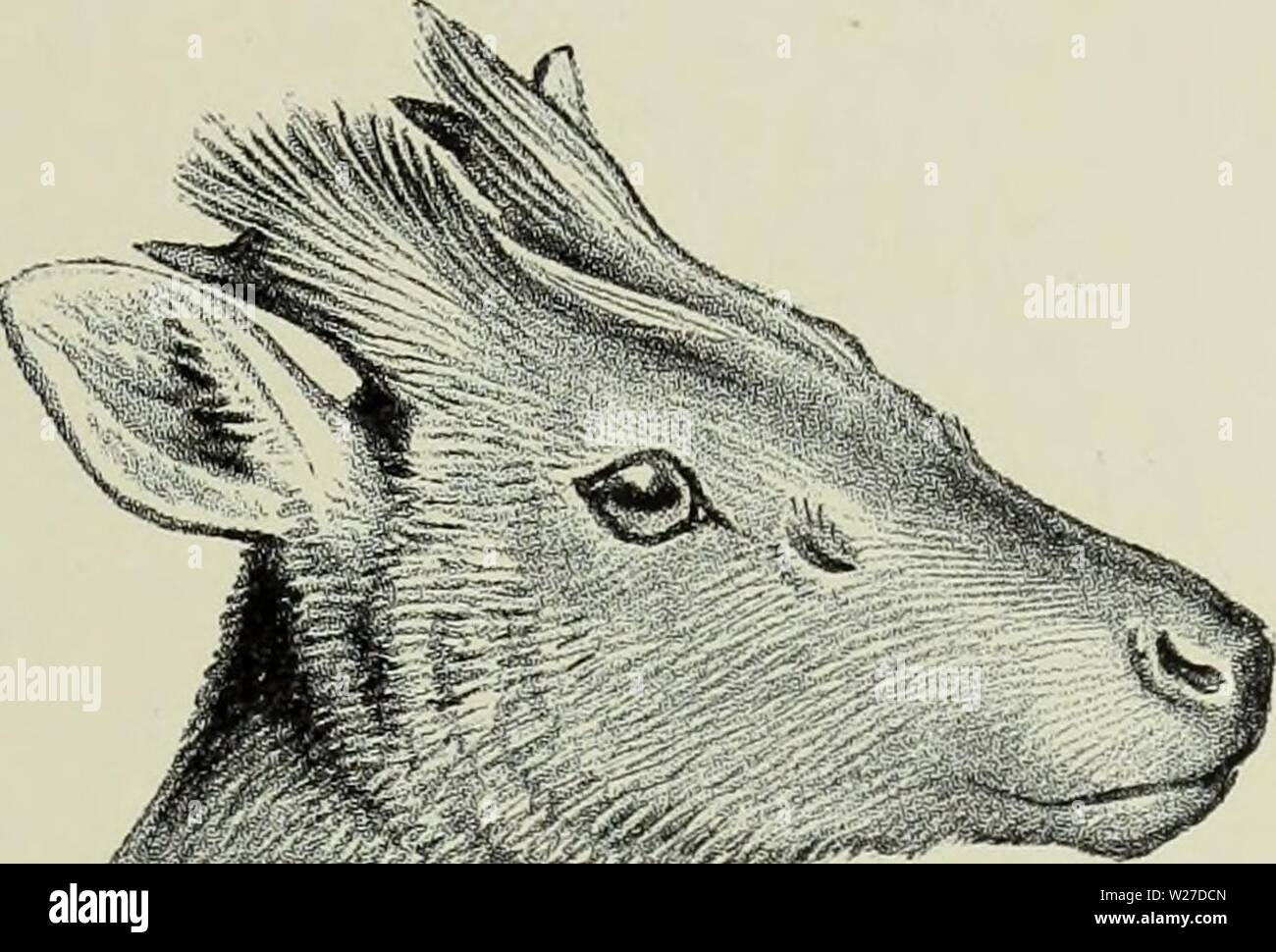 Archive image from page 266 of The deer of all lands;. The deer of all lands; a history of the family Cervidæ living and extinct  deerofalllandshi00lyde Year: 1898  Hairy-Fronted Muntjac 211 chestnut ; a V-shaped faint dark mark near the pedicles ; limbs and under- pays dark blackish brown, except the abdomen, which is whitish ; inner side of hind-legs rufous chestnut ; inner surface of thighs, and sides and lower surface of tail pure white ; upper surface of tail and a line extending on to the rump black. Length of tail about 9 inches. Frontal glands probably absent. The above description is Stock Photo