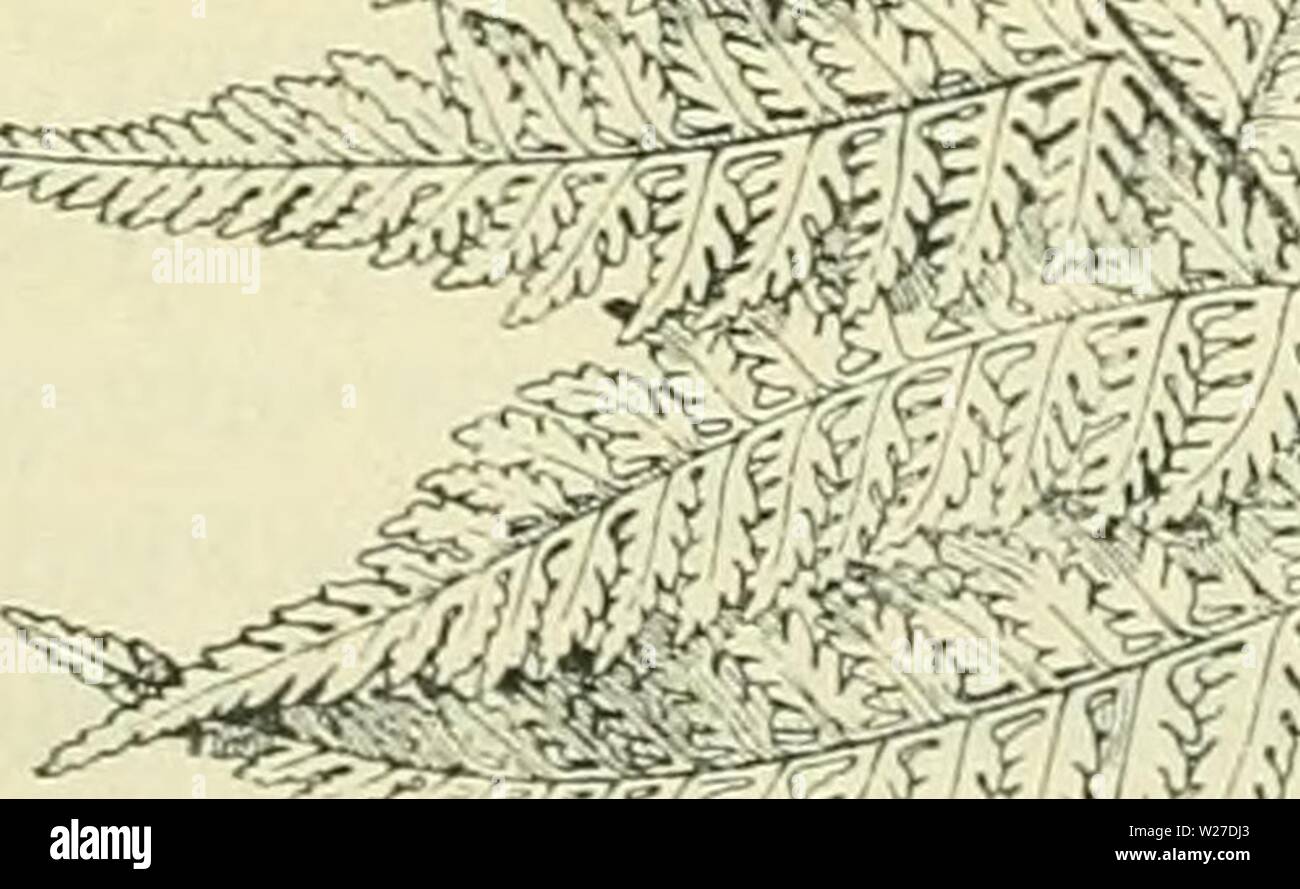 Archive image from page 267 of De flora van Nederland (1909-11). De flora van Nederland  defloravannederl01heuk Year: 1909-11.  Asplenium Adiantum nigrum. Fig. 134. A. Filix fémina') Roth (fig. 135). Deze soort (Asplenium Filix fémina Bernh.) Wijfjesvaren    heeft een dikken wortelstok. De bladen zijn meest teer en  zacht, kort gesteeld, langwerpig, toege- spitst, aan weerszijden versmald, dubbel gevind met vinspletige blaadjes der 2e orde, zeldzamer drievoudig gevind. De bladsteel draagt eenige schubben. De blaadjes der Ie en 2e orde staan afwis- selend, zijn lancetvormig, bijna zittend, toeg Stock Photo