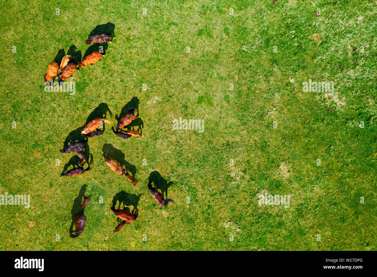 Birds eye view of horses grazing on pasture, aerial top down view of
