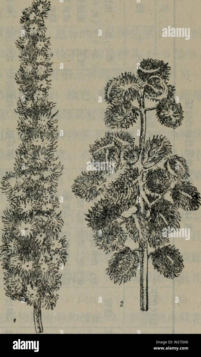 Archive image from page 268 of da tian zuo wu yu. da tian zuo wu yu zhong xue yu zhong zi fan yu xue shi xi z Stock Photo