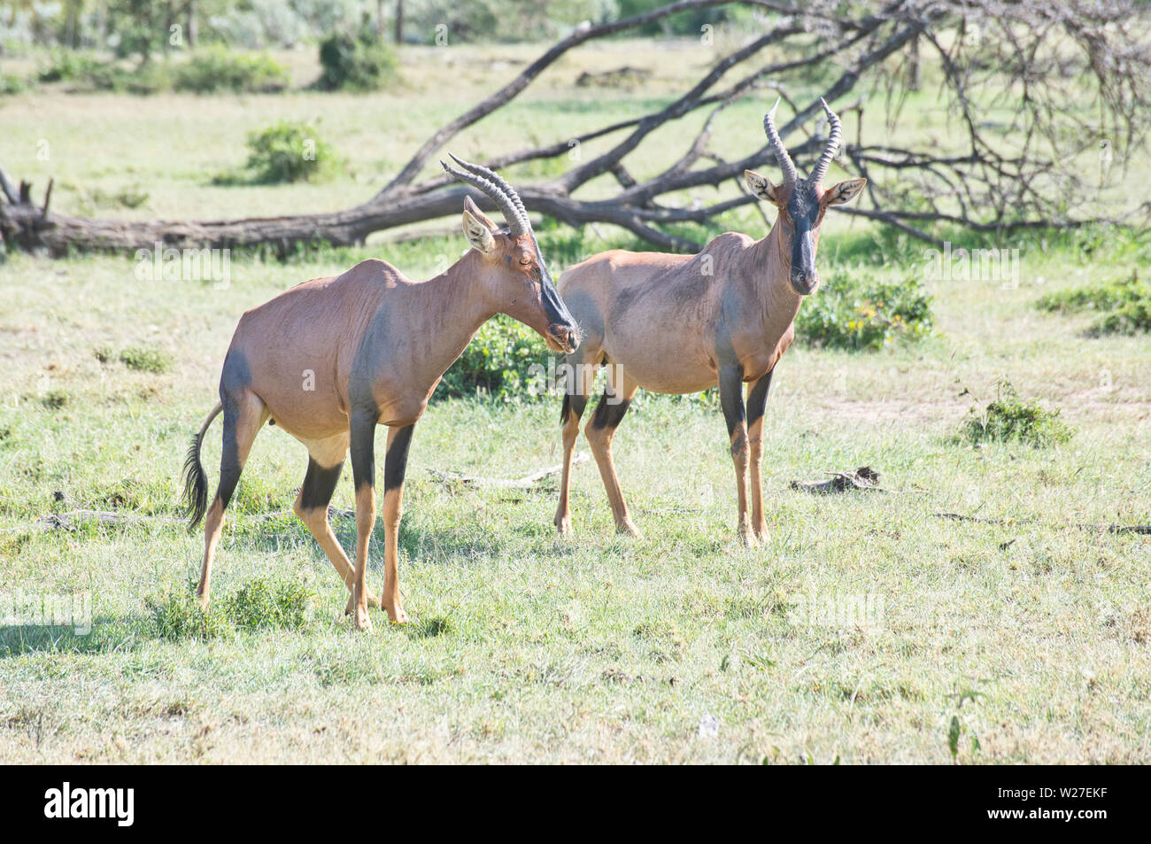 Topi (Damaliscus lunatus), two females Stock Photo Alamy