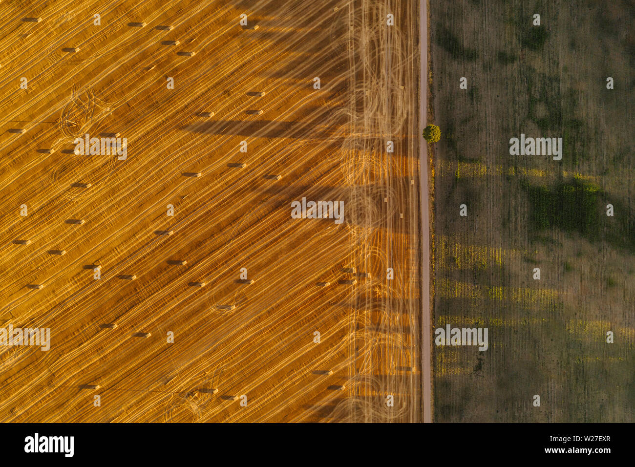 Aerial drone photography of farm lands. Agricultural parcels of flat lands in Poland, Europe