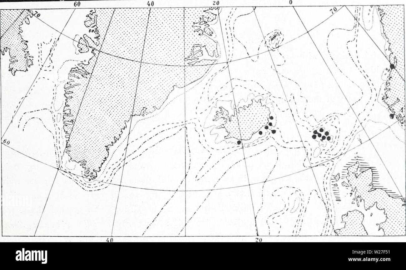Archive image from page 272 of The Danish Ingolf-expedition (1899-1953). The Danish Ingolf-expedition  danishingolfex5bpt5a8daniuoft Year: 1899-1953  HYDROIDA II 121 Stifflv built, pinnate, dark-brown colonies with nndiicled Ijranches. The stem, which is niono- siphonic, is divided up into irregular internodia, and has two single longitudinal rows of hydrothecse and two rows of alternating branches; there are three hydrothecce between two successive branches on same side of the stem, the lowest in the branch corner. The branches have two rows of very closely packed hydrothecse, the hydrothecc Stock Photo