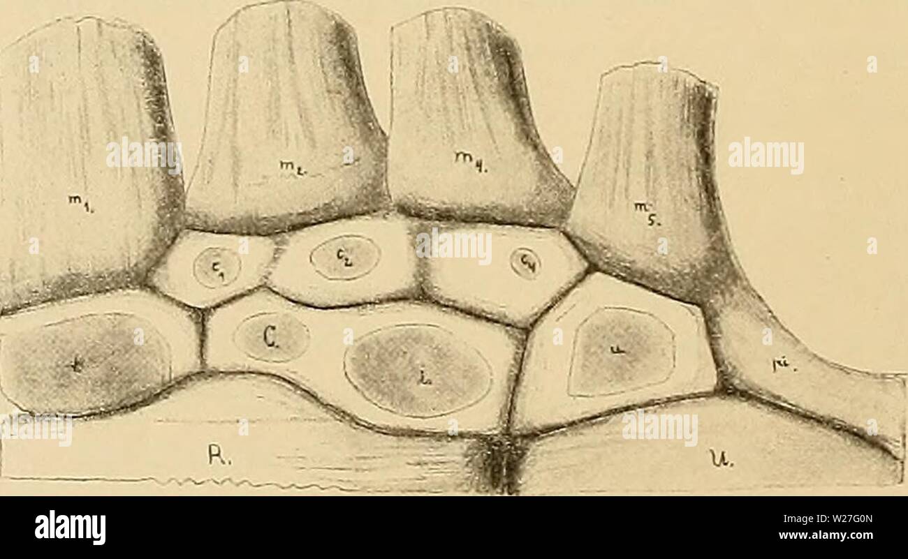 Archive image from page 275 of Denkschriften der Medicinisch-Naturwissenschaftlichen Gesellschaft zu. Denkschriften der Medicinisch-Naturwissenschaftlichen Gesellschaft zu Jena  denkschriftender03medi Year: 1879  286 Bau und Entwickelung der äusseren Organe. 286 distale Carpalia beschreibt und sie unter Bezugnahme auf meine H-pothese, dass der verschwundene Finger der Bartenwalhand der Mittelfinger ist, folgendermaassen deutet: Die drei proximalen Elemente sind Radius, Intermedium und Ulna, die zwei distalen, die Richtigkeit meiner Beobachtung vorausgesetzt, das eine Carpale distale 2 oder auc Stock Photo