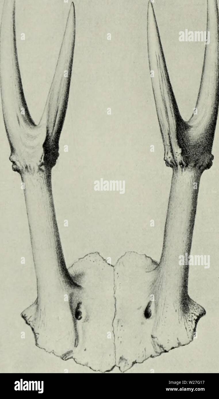 Archive image from page 275 of The deer of all lands; Stock Photo