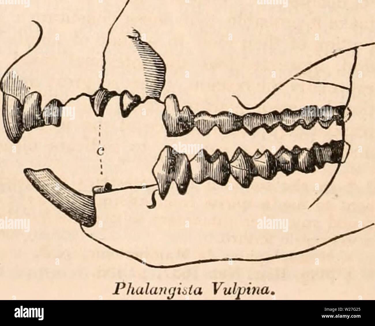 Archive image from page 275 of The cyclopædia of anatomy and Stock Photo