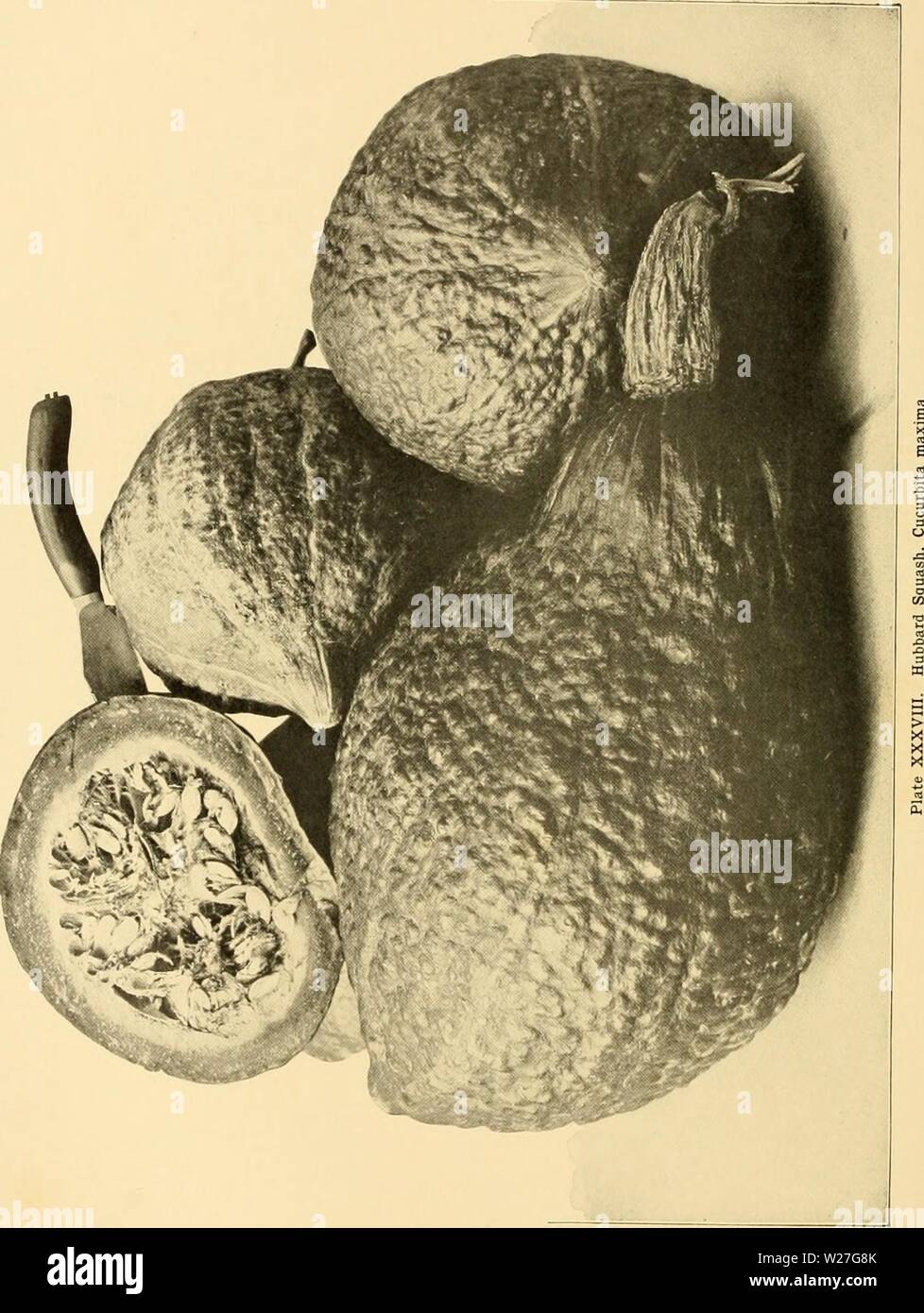 Archive image from page 277 of Cyclopedia of American horticulture . Cyclopedia of American horticulture : comprising suggestions for cultivation of horticultural plants, descriptions of the species of fruits, vegetables, flowers, and ornamental plants sold in the United States and Canada, together with geographical and biographical sketches cyclopediaofame04bail Year: 1906 Stock Photo