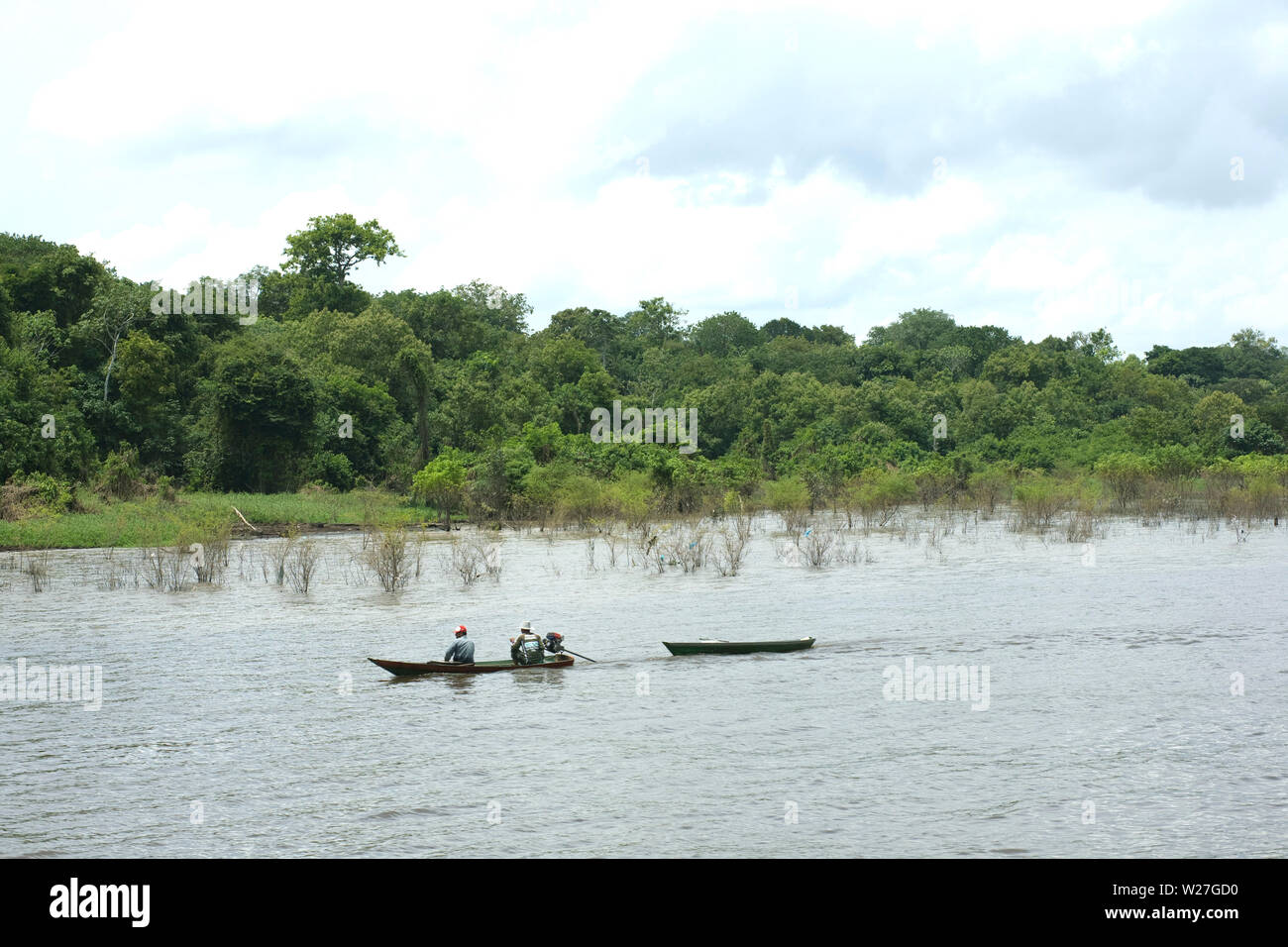 Forest, Amazônia, Manaus, Amazonas, Brazil Stock Photo - Alamy