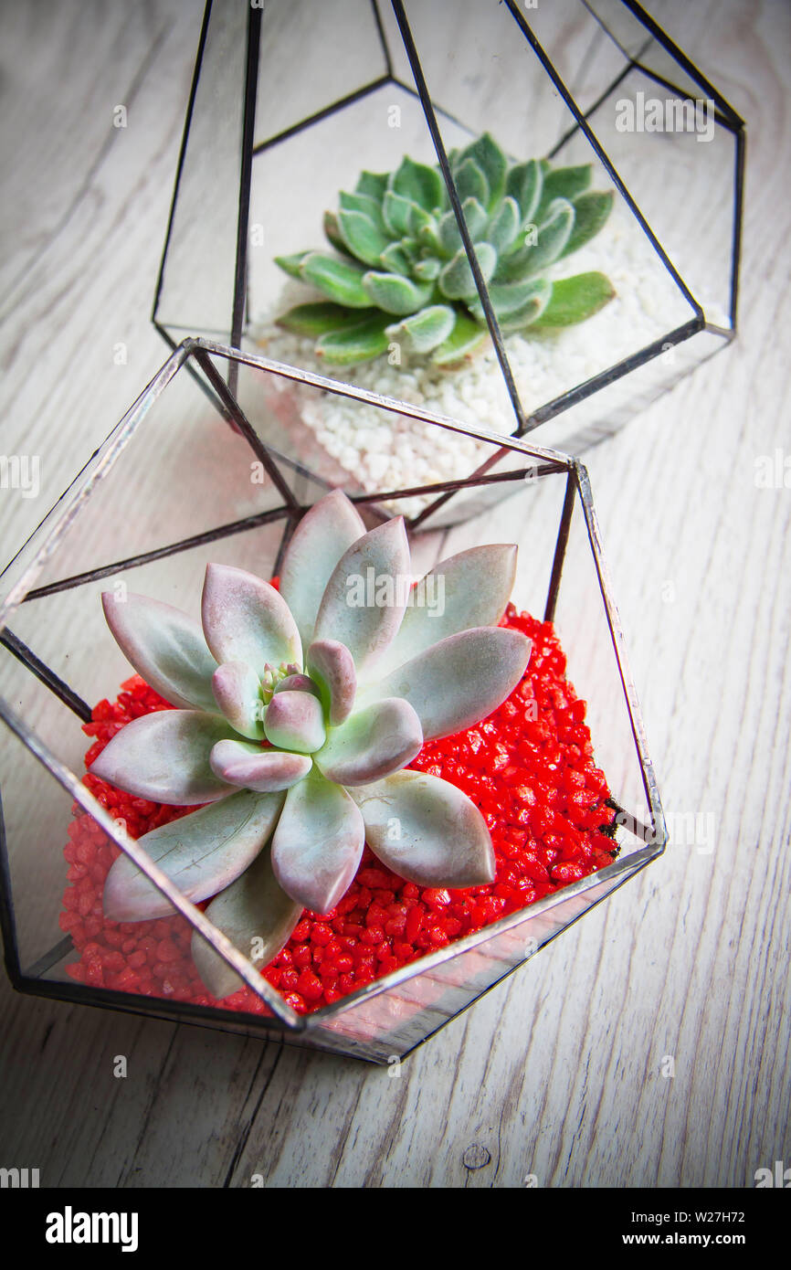 Buy Vertebral Glass Hanging Geometric Terrarium Tabletop Succulent Air  Planter At Affordable Prices — Free Shipping, Real Reviews With Photos —  Joom | Vertebral Glass Hanging Geometric Terrarium Tabletop Succulent Air  Planter