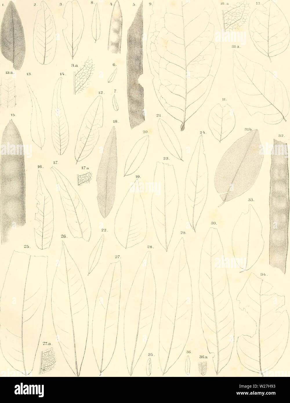 Archive image from page 280 of Denkschriften der Kaiserlichen Akademie der. Denkschriften der Kaiserlichen Akademie der Wissenschaften, Mathematisch-Naturwissenschaftliche Classe  denkschriftender37kais Year: 1877  C.V.EttilUlshanseil. Fossile Flora von Saijor. Tal. XX.    I'ifj. I, . Dulbcrgm liaerbigimia.âFig.3.T).retusaefoUa -Fi,/, 'i-7. Mimoxitcs liaeriugicauis.âFig.S.CafsiaFeroniae.- Fig.9. Pahwolohmm vudobqjenae.- Fig. 10, II. Sophora eiwopaea. Fig.lZ. Macliaerium pcÃ¤aeogaeiinlâ Fig. 13.Cafsia dentieiilaii ,';' ''&gt;;'â &gt;/'â â¢'â &lt;'&lt;lÂ«'-icj,i&lt;,.- Fig. â &lt;), â ;' C.stena Stock Photo