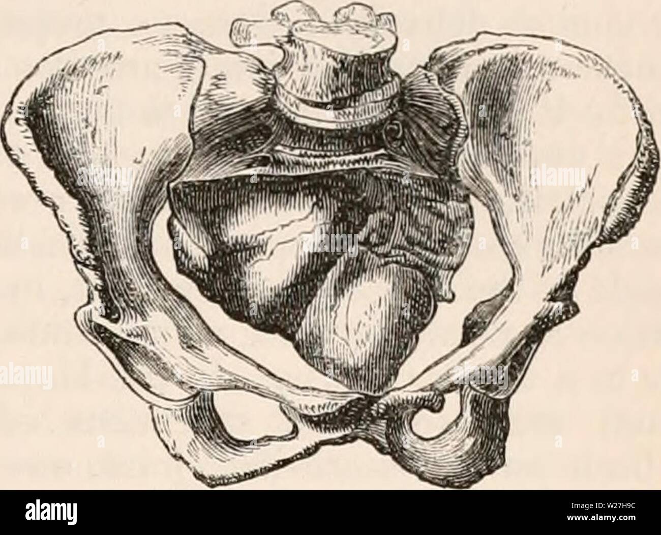 Archive image from page 280 of The cyclopædia of anatomy and Stock Photo