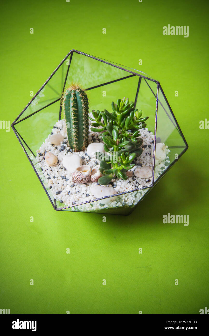 glass florarium for plant, beautiful geometric vase for interior Stock Photo
