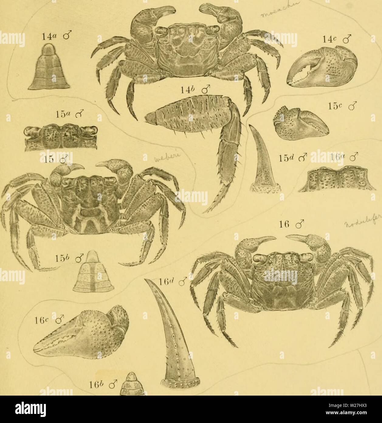 Archive image from page 282 of Decapoden des Indischen archipels, von. Decapoden des Indischen archipels, von Dr. J.G. De Man ..  decapodendesindi00manj Year: 1892  MAX WEBER: Zool. Ergebnisse II. Tab. XX. 14 cf    18&lt;' cf 18Â« cT 17 9 ..&lt;v-'sv'?N -â :fA;t..- 'l 18/-  . -': J. G. DE Man del. LICMTORUK VAN tMRIK  BINGER , MAARLEW Stock Photo