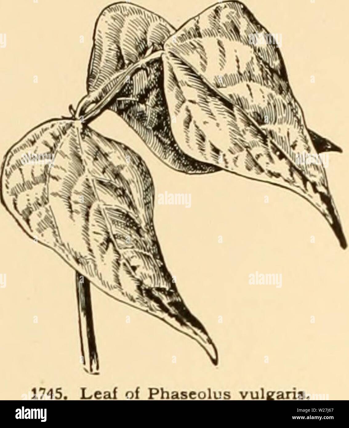Archive image from page 283 of Cyclopedia of American horticulture Stock Photo