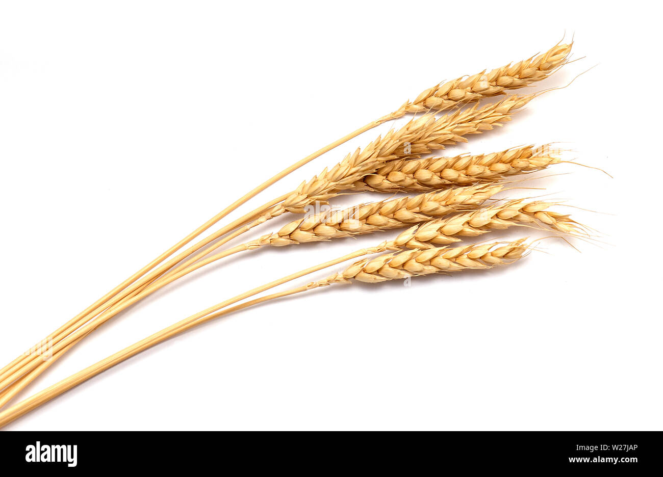 Dry Wheat ears isolated on white Background Stock Photo
