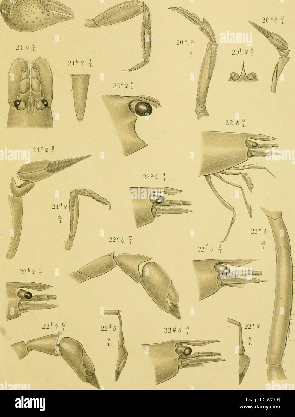 Archive image from page 284 of Decapoden des Indischen archipels, von. Decapoden des Indischen archipels, von Dr. J.G. De Man ..  decapodendesindi00manj Year: 1892  [D':6 i 206 T.    vfG deMail del A.J J.Wende] hth. PW.M-Trapirapr 19. Sesarma maculata //. sj&gt;. 20. Aiya moluccensis Jf Haan.'''] 21. Atya brevirostris ;/. sp. 22. Caridina typus M. E. p.JtfO Stock Photo