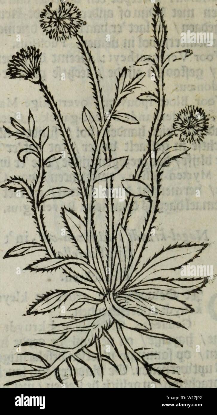 Archive image from page 285 of De Nederlandtse herbarius, of, Kruydt-boeck. De Nederlandtse herbarius, of, Kruydt-boeck : beschryvende de geslachten, gedaente, plaetse, tijt, oeffeningh, aert, krachten, en medicinael gebruyck van alderhande boomen, heesteren, boom-gewassen, kruyden en planten, die in de Nederlanden in 't wilde gevonden, ende in de hoven onderhouden worden : als mede de uytlandtsen of vreemde droogens, die gemeenlijck in de apothekers winckels gebruyckt worden : uyt verscheyde kruydt-beschrijvers tot nut van alle natuur-kunders, geneesmeesters, apothekers, chirurgijns, en liefh Stock Photo
