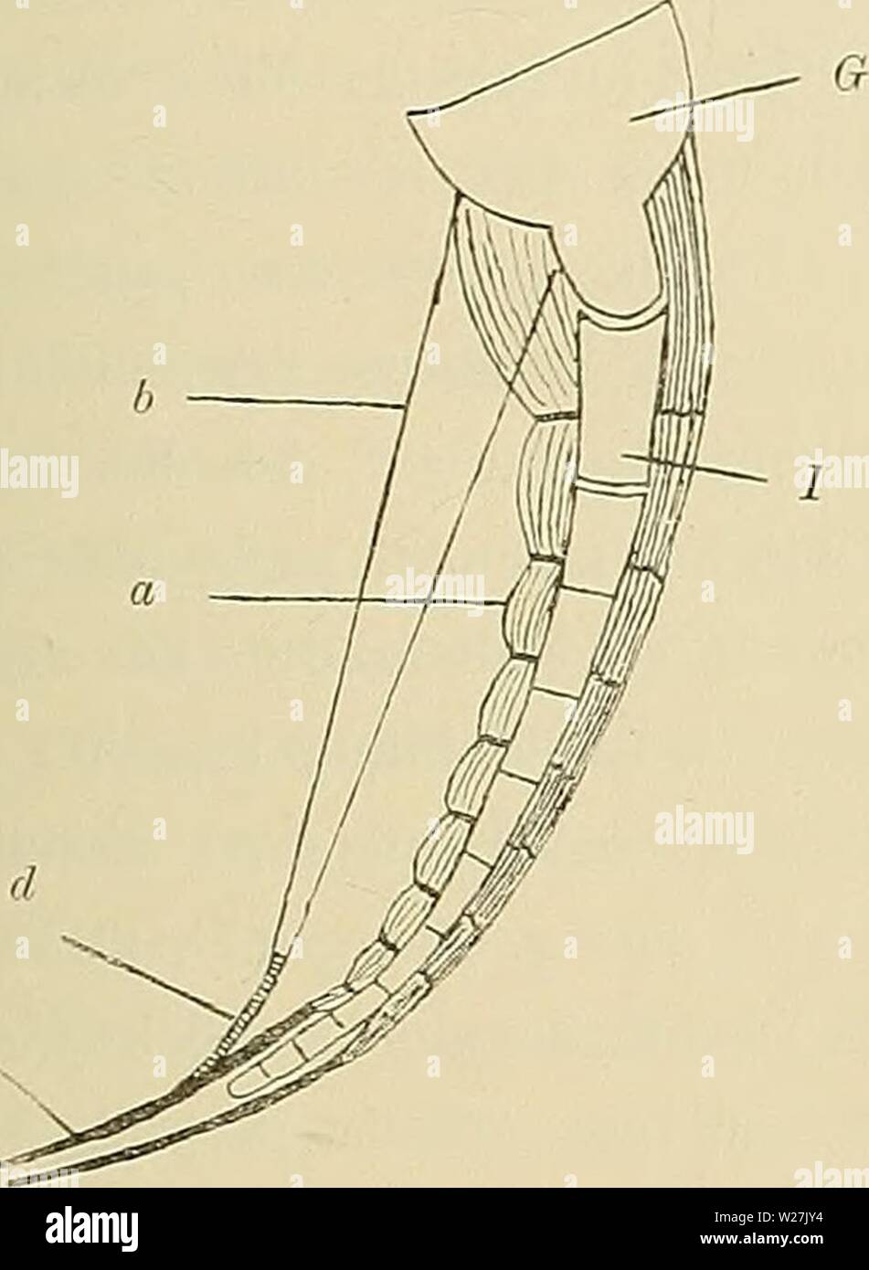 Archive image from page 286 of Denkschriften der Medicinisch-Naturwissenschaftlichen Gesellschaft zu. Denkschriften der Medicinisch-Naturwissenschaftlichen Gesellschaft zu Jena denkschriftender413medi Year: 1879 39 Die Muskeln und Nerven der Ceratodusflosse. 151 solche bestehen muss, ist nach der Art der Anheftung und der verstärkenden Wirkung- direct am Knorpel inserirender Muskelfasern sicher. Doch hängt die specielle Form der Bewegung, welche dem Knorpelskelet durch Zug an den Zwischensehnen ertheilt wird, von der Form der Inscriptionen und der Lage ihrer An- heftungslinie am Skelet ab. I Stock Photo