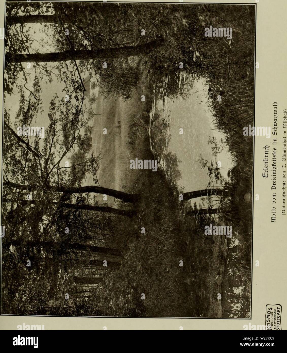 Archive image from page 288 of Das Leben der Pflanze (1906). Das Leben der Pflanze daslebenderpflan04fran Year: 1906 Stock Photo