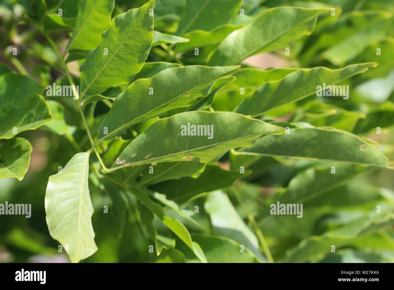 close up of Wisteria sinensis (Chinese wisteria) leaves in garden Stock
