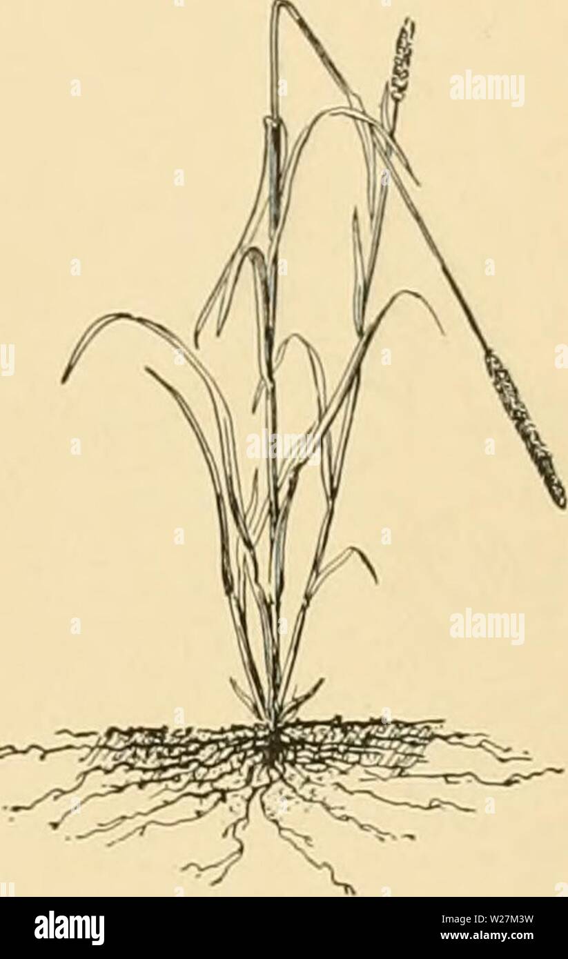 Archive image from page 292 of Cyclopedia of American horticulture Stock Photo